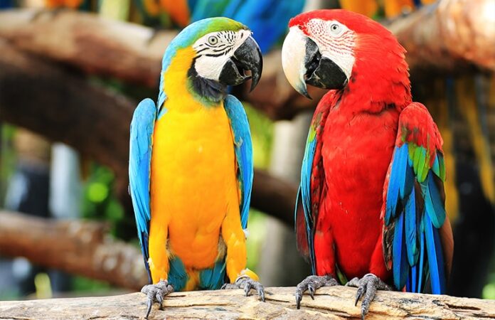 Guacamayo rojo en hábitat natural por el Día Mundial del Loro