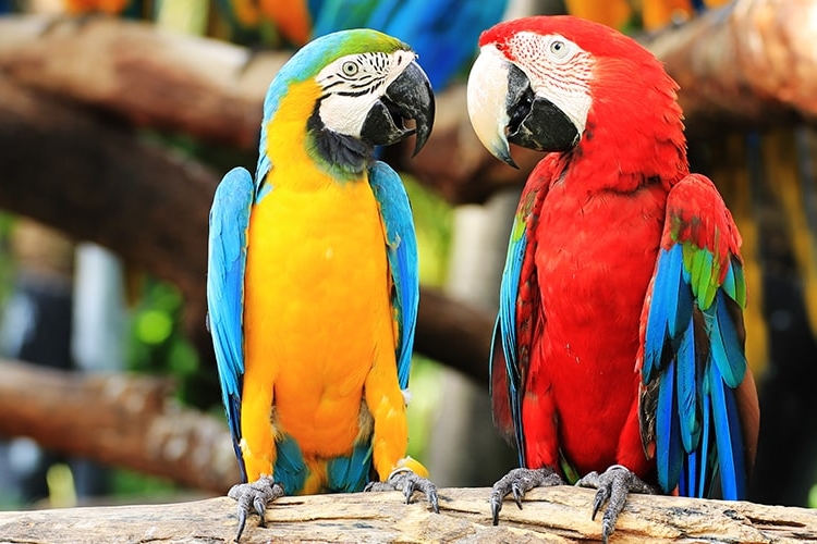 Guacamayo rojo en hábitat natural por el Día Mundial del Loro