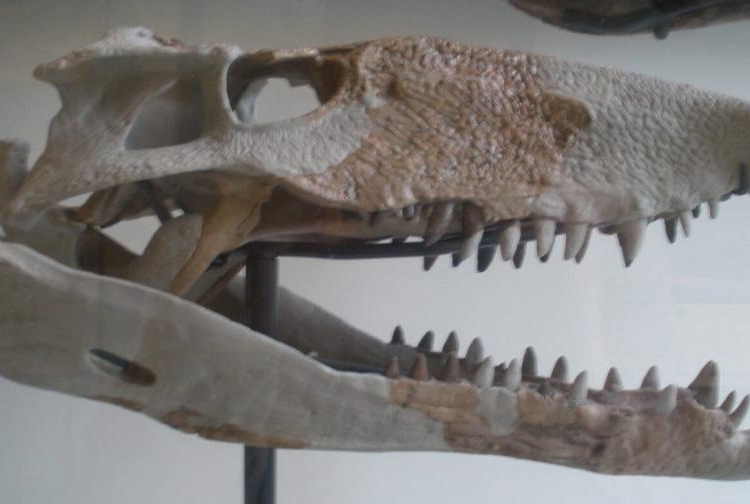 Cráneo fósil de un sebeco. En República Dominicana los restos hallados fueron una vértebra cervical, otras de la cola y un diente.