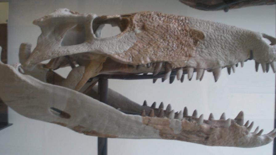 Cráneo fósil de un sebeco. En República Dominicana los restos hallados fueron una vértebra cervical, otras de la cola y un diente.