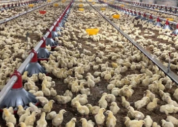Productores de pollo denuncian riesgo de quiebra por falta de planificación y sobreproducción