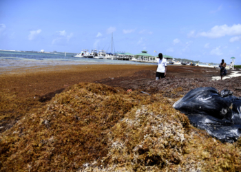 Alerta por ola gigante de sargazo: más de 37 millones de toneladas amenazan el caribe y república dominicana en 2025
