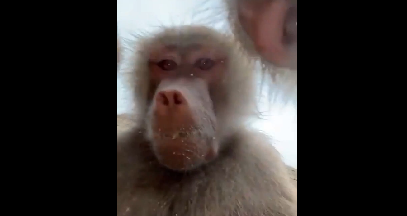 ¡babuinos se convierten en cineastas! Graban videos con teléfono caído en zoológico neerlandés