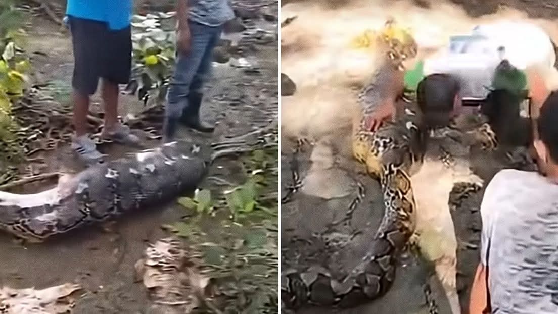 Granjero es hallado dentro de pitón gigante en indonesia