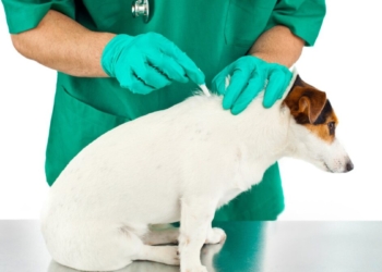 Nuevo hospital de fauna silvestre en tailandia lucha contra el maltrato animal