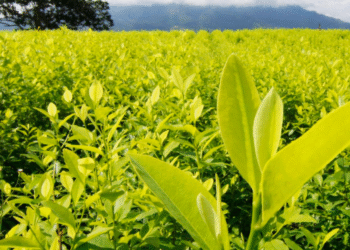 Perú erradica más de 17,000 hectáreas de cultivos de coca destinados al narcotráfico