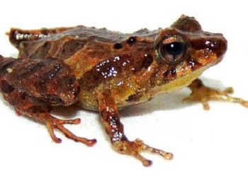Descubren nueva especie de sapo andino en ecuador