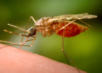 Se disparan los casos de chikungunya en china