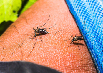 Ee. Uu. Emite alerta de viaje a china por brote de chikungunya
