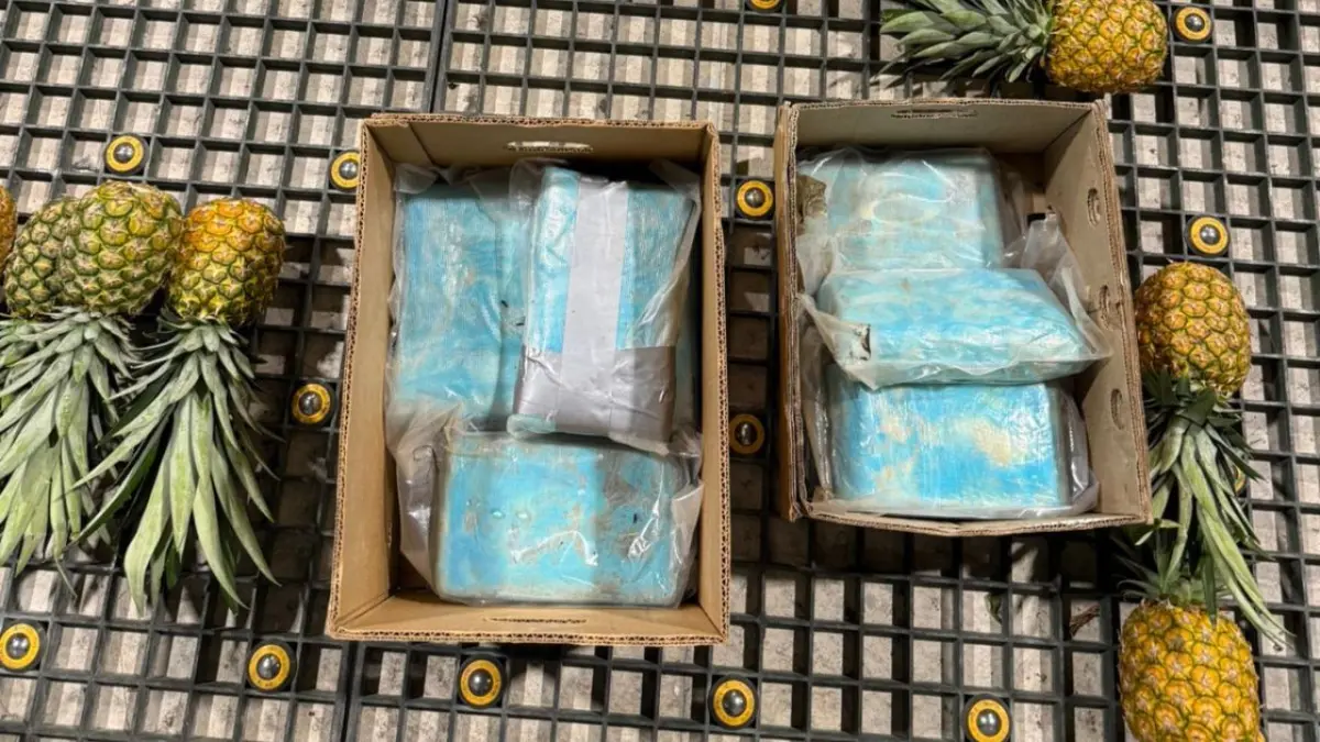 Dncd incauta 30 paquetes de cocaína ocultos en cajas de piñas en el aeropuerto de punta cana