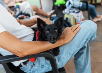Alcaldía del dn ha esterilizado más de 3,000 mascotas en jornadas de bienestar animal
