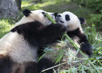 Pandas huan huan y yuan zi regresan a china tras 13 años en francia