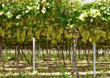 Agricultura inicia cosecha de uvas en san juan