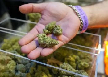 Trump reclasifica el cannabis a lista iii en el mayor cambio de política de drogas