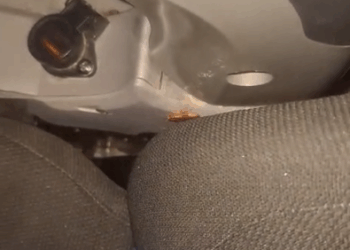 Usuario denuncia plaga de cucarachas en transporte de punta cana a sd