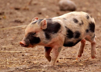 China suspende importaciones de cerdo de 12 empresas de barcelona tras el foco de peste
