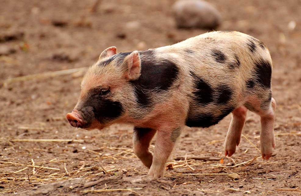 China suspende importaciones de cerdo de 12 empresas de barcelona tras el foco de peste