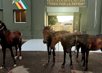 Ejército recupera caballos robados en dajabón