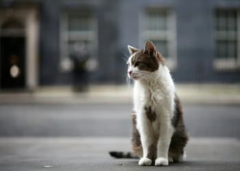 Gato larry cumple 15 años en downing street