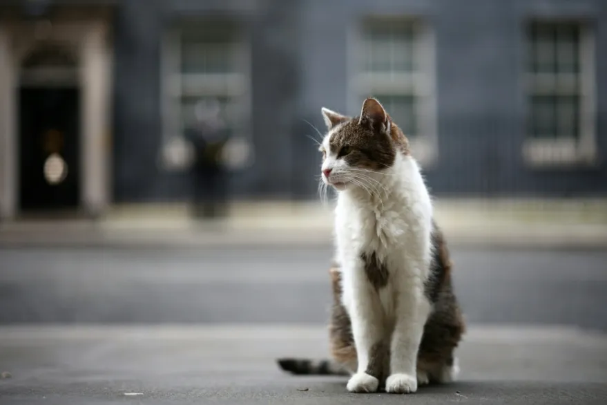 Gato larry cumple 15 años en downing street