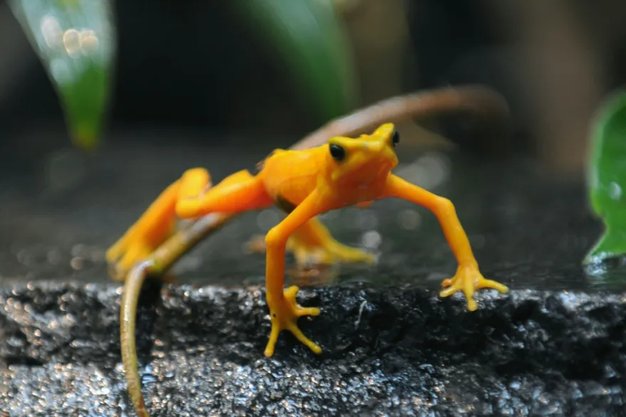 Liberan en panamá ranas doradas tras años de aislamiento para evitar extinción