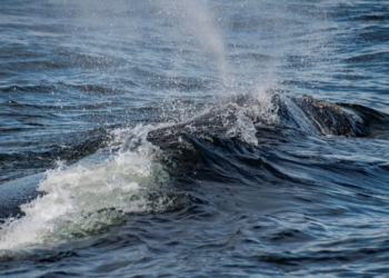 Una ballena franca emerge mientras biólogos del Centro de Estudios Costeros investigan a los mamíferos en la bahía de Cape Cod, Massachusetts.