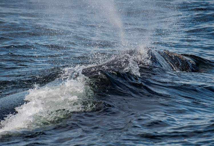 Una ballena franca emerge mientras biólogos del Centro de Estudios Costeros investigan a los mamíferos en la bahía de Cape Cod, Massachusetts.