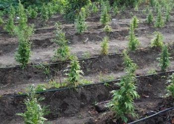 Desmantelan gran cultivo de marihuana en baní
