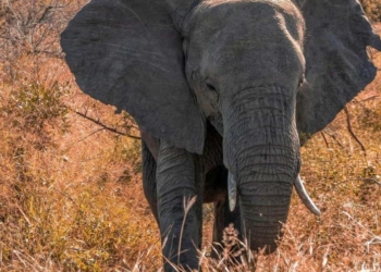 Elefante mata a turista en parque nacional de tailandia