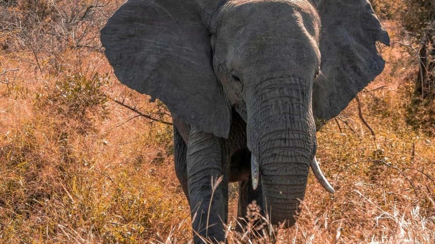 Elefante mata a turista en parque nacional de tailandia
