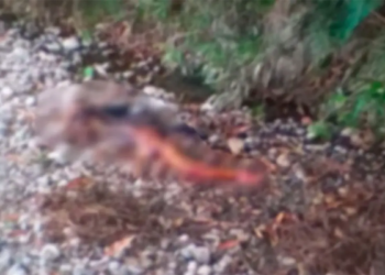 Mujeres decapitadas en la frontera fueron deportadas de pr