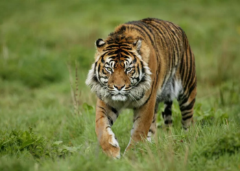 Infección viral mata a 72 tigres en zoológico privado de tailandia