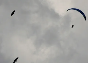 La aguja café: el ave que vuela 30,000 kilómetros enfrenta el riesgo de extinción