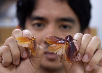 El entomólogo Cristian Lucanas, apodado el "Señor de Ipis", ha descubierto 15 nuevas especies de cucarachas y defiende su rol vital en el ecosistema.