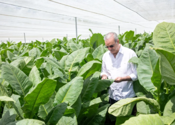 Abinader apuesta por la "tecnología de capa" de arturo fuente para revolucionar la producción tabacalera nacional
