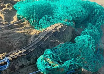 Capturan en cabarete al cocodrilo que escapó en puerto plata