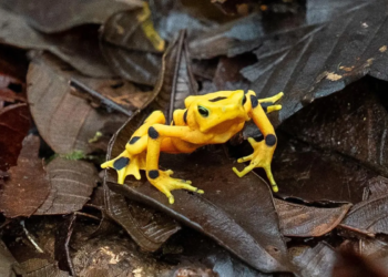 La rana dorada de panamá: un paso más cerca de volver a su hábitat natural