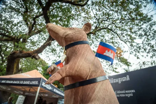 La estatua dedicada a Magawa, una rata gigante africana que salvó vidas al detectar más de 100 minas durante su trabajo en Camboya. (EFE/ ANTONY HOLVOET)