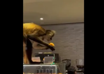 Mono irrumpe en panadería de méxico y escapa con varios pasteles