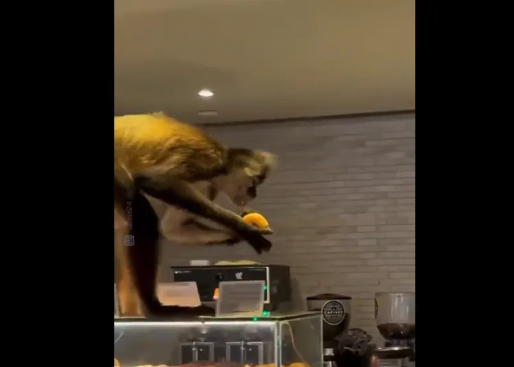 Mono irrumpe en panadería de méxico y escapa con varios pasteles