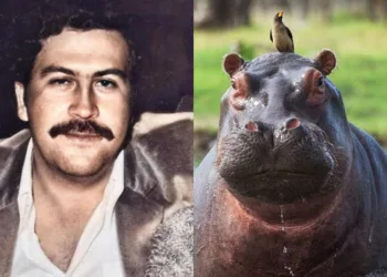 Colombia solicita a india evaluar traslado de 80 hipopótamos de pablo escobar