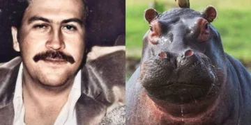 Colombia solicita a india evaluar traslado de 80 hipopótamos de pablo escobar