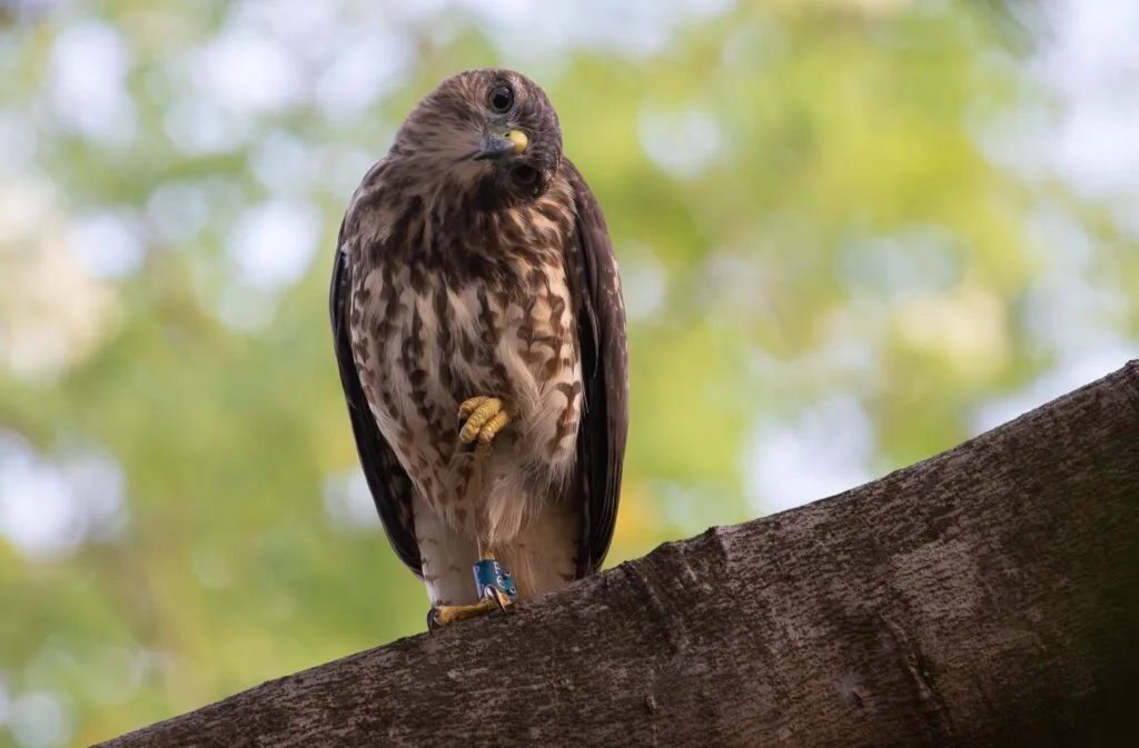 Se estima que la población de gavilán de la Española ha crecido a más de 500 individuos.