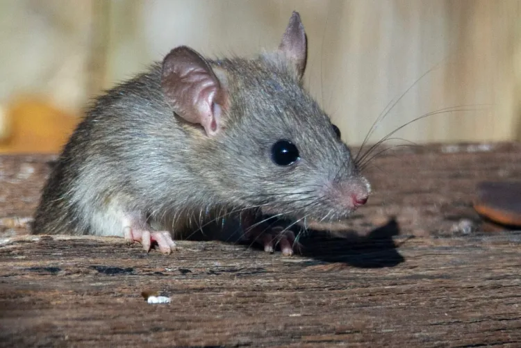 Argentina asistirá a países afectados por brote de hantavirus