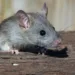 Argentina asistirá a países afectados por brote de hantavirus