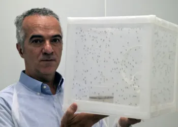 Biofábrica de brasil escala producción de "wolbitos" para frenar el dengue