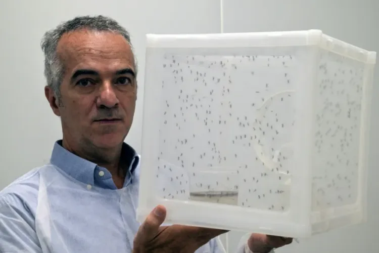 Biofábrica de brasil escala producción de "wolbitos" para frenar el dengue