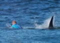 Tiburones aparecen muertos en redes de pesca en playa de Gales Tiburones aparecen muertos en redes de pesca en playa de gales