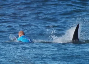 Tiburones aparecen muertos en redes de pesca en playa de gales