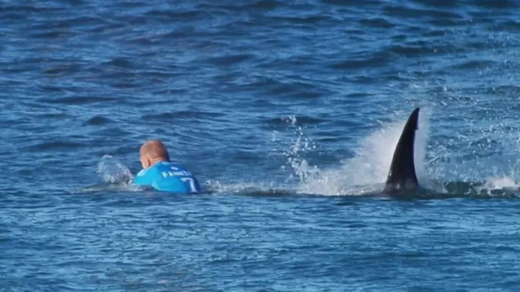 Tiburones aparecen muertos en redes de pesca en playa de gales